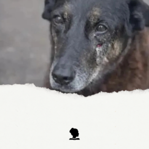 O Caso do Cachorro “Orelha”: Crueldade, DoXXing e a Falência da Justiça Estatal